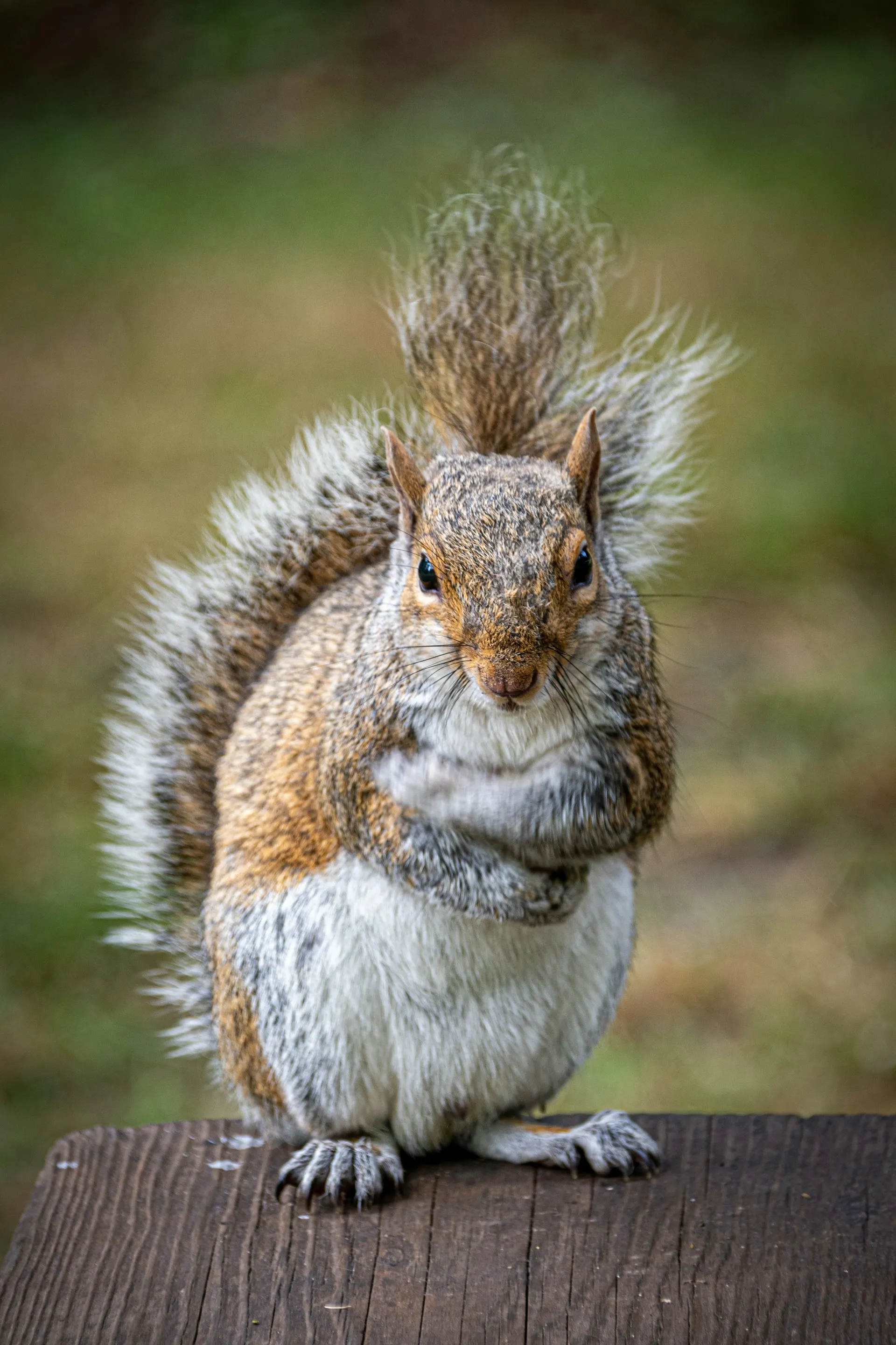 A typical squirrel trying to eat my precious flowers